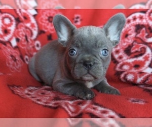 French Bulldog Puppy for sale in BOCA RATON, FL, USA