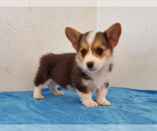 Medium Photo #4 Pembroke Welsh Corgi Puppy For Sale in CLARK, MO, USA