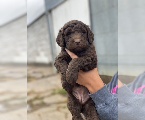 Medium Photo #1 Labradoodle-Labrador Retriever Mix Puppy For Sale in CANTON, SD, USA