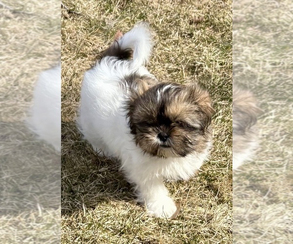Medium Photo #5 Shih Tzu Puppy For Sale in FAIR HAVEN, MI, USA