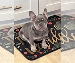 Puppy 1 French Bulldog