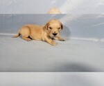 Small Photo #27 Golden Retriever Puppy For Sale in BLACK FOREST, CO, USA