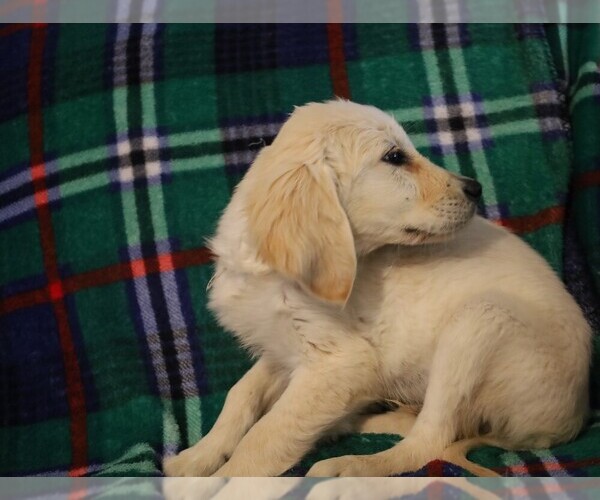 Medium Photo #9 Golden Retriever Puppy For Sale in BLOOMINGTON, IN, USA