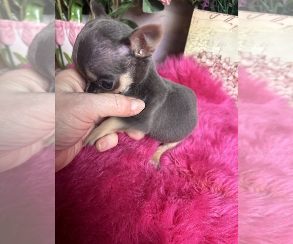 Medium Photo #6 Chihuahua Puppy For Sale in TRACY, CA, USA