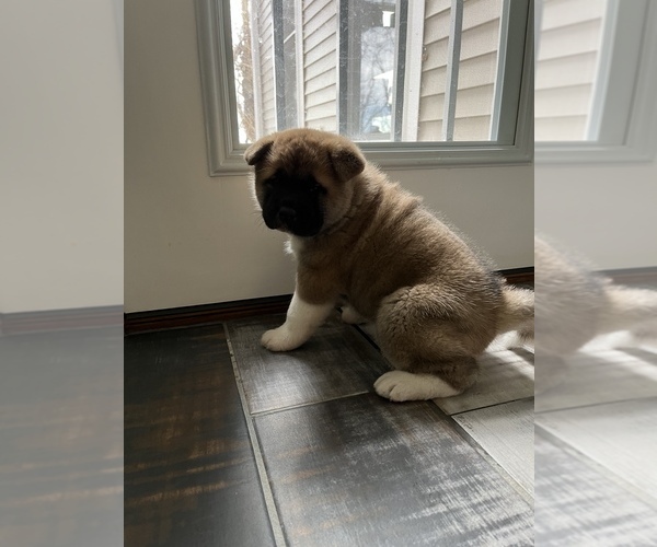 Medium Photo #5 Akita Puppy For Sale in MUNFORDVILLE, KY, USA