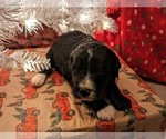 Small Photo #8 Aussiedoodle Puppy For Sale in SPARTA, MO, USA