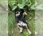 Small Photo #24 Aussiedoodle Miniature  Puppy For Sale in COMMERCE, MI, USA
