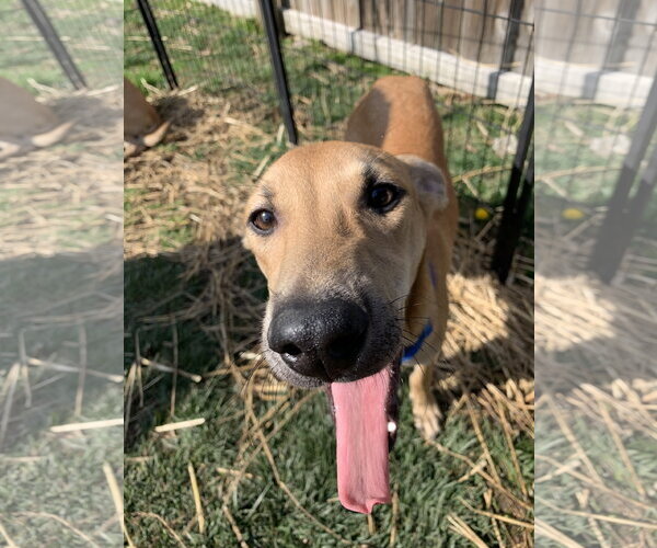 Medium Photo #6 Labrador Retriever-Unknown Mix Puppy For Sale in Virginia Beach, VA, USA
