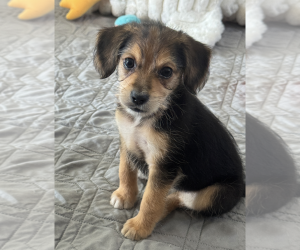 Medium Photo #3 Dachshund-Unknown Mix Puppy For Sale in Weston, FL, USA