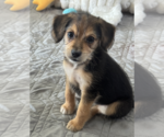Small #2 Dachshund Mix