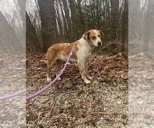 Colonial Cocker Spaniel-Retriever  Mix Dogs for adoption in Frenchburg, KY, USA