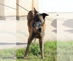 Mutt Dogs for adoption in El Centro, CA, USA