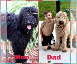 Father of the Goldendoodle-Poodle (Standard) Mix puppies born on 07/03/2022