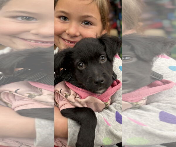 Medium Photo #3 Colonial Cocker Spaniel Puppy For Sale in NYC, NY, USA