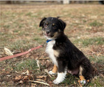 Puppy Lola Miniature Australian Shepherd