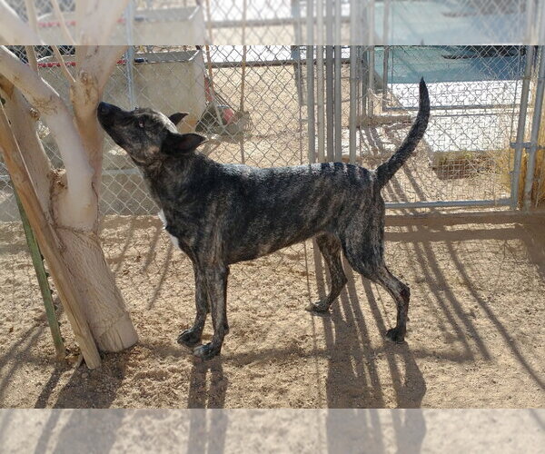 Medium Photo #9 Holland Shepherd Puppy For Sale in Apple Valley, CA, USA