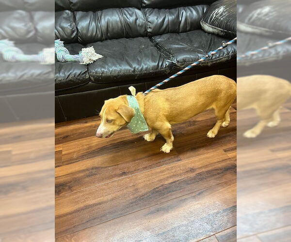 Medium Photo #4 Basschshund Puppy For Sale in Mt. Laurel, NJ, USA