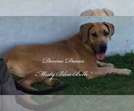 Small Photo #1 Great Dane Puppy For Sale in DEVINE, TX, USA