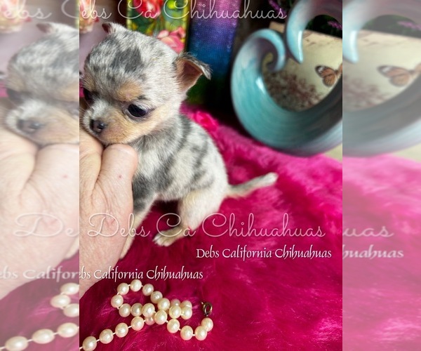 Medium Photo #3 Chihuahua Puppy For Sale in TRACY, CA, USA