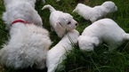 Small Photo #1 Bichon Frise Puppy For Sale in PELHAM, NH, USA