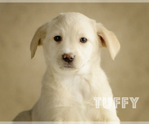 Australian Cattle Dog-Samoyed Mix Puppy for sale in BONDUEL, WI, USA
