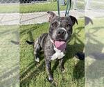 Small #1 Catahoula Leopard Dog Mix
