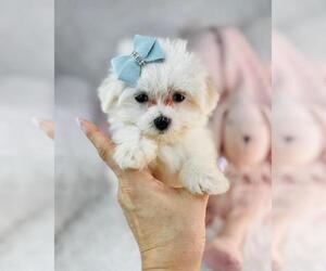 Maltese Puppy for sale in HOUSTON, TX, USA