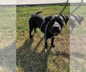 American Pit Bull Terrier Dogs for adoption in Corpus Christi, TX, USA