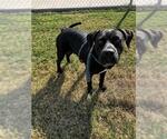 MARLIA - Female American Pit Bull Terrier Dog for Adoption - Small photo