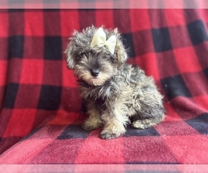 Schnauzer (Miniature) Puppy for sale in LAKELAND, FL, USA