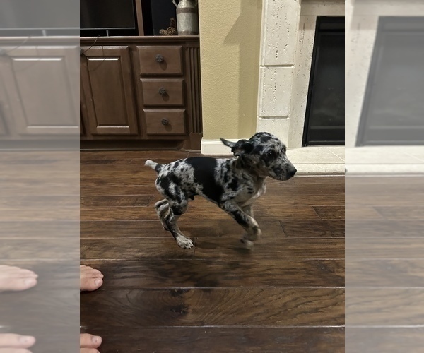 Medium Photo #4 Catahoula Leopard Dog Puppy For Sale in SPRING, TX, USA