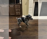 Small Photo #4 Catahoula Leopard Dog Puppy For Sale in SPRING, TX, USA