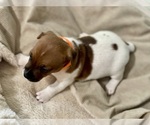 Small Photo #6 Jack Russell Terrier Puppy For Sale in FORT PIERCE, FL, USA
