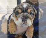 Small Photo #18 English Bulldog Puppy For Sale in SAINT CHARLES, IL, USA