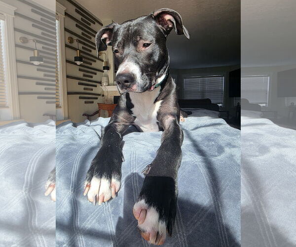 Medium Photo #2 Labrador Retriever-Unknown Mix Puppy For Sale in Princeton, MN, USA