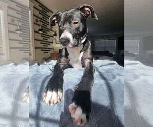 Prince - Male Labrador Retriever-Unknown Mix Dog for Adoption - Photo #2