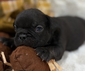 French Bulldog Puppy for sale in HICKORY, NC, USA