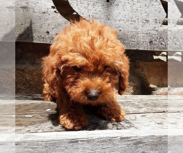 Medium Photo #1 YorkiePoo Puppy For Sale in RISING SUN, MD, USA