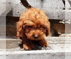 YorkiePoo Puppy for sale in RISING SUN, MD, USA
