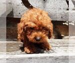 Small YorkiePoo