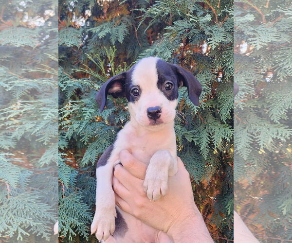Medium Photo #1 Boston Huahua Puppy For Sale in St. Louis Park, MN, USA
