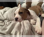 Small #5 Mutt