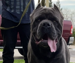 Father of the Cane Corso puppies born on 03/14/2025