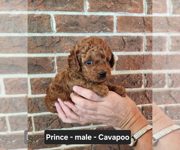 Medium Photo #6 Cavapoo (Miniature) Puppy For Sale in CLARKRANGE, TN, USA