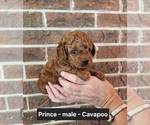 Small #5 Cavapoo (Miniature)