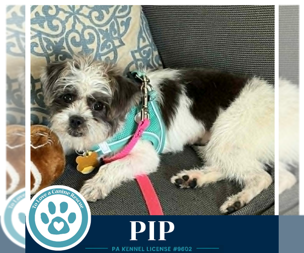Medium Photo #2 Shih Tzu-Unknown Mix Puppy For Sale in Kimberton, PA, USA
