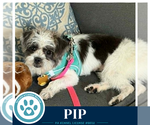 Small #1 Shih Tzu Mix