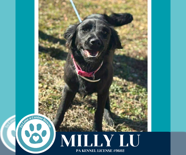 Medium Photo #4 Mutt Puppy For Sale in Kimberton, PA, USA