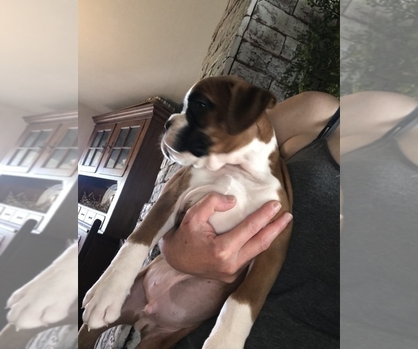 Medium Photo #3 Boxer Puppy For Sale in LINESVILLE, PA, USA