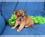Small #21 Chihuahua